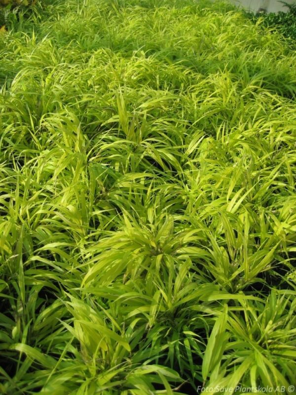 Hakonechloa macra 'Albostriata' - Bild 2