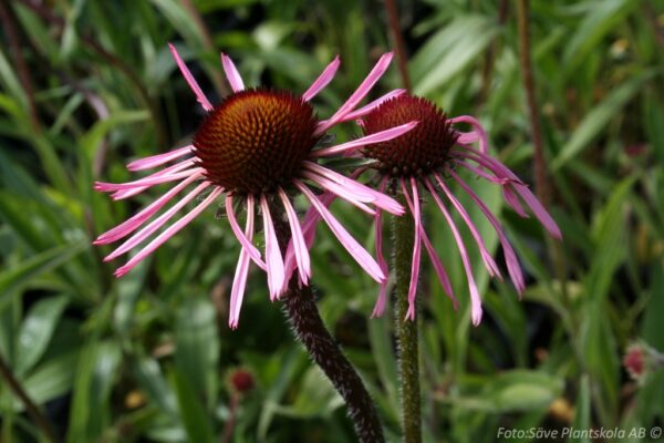 Echinacea pallida