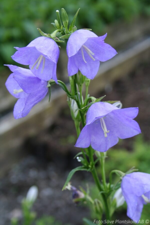 Campanula persicifolia 'Telham Beauty'
