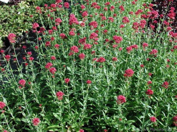 Centranthus ruber