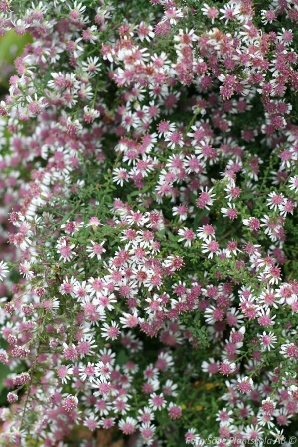 Aster lateriflorus 'Horizontalis'