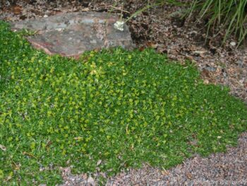 Azorella trifurcata 'Minima'