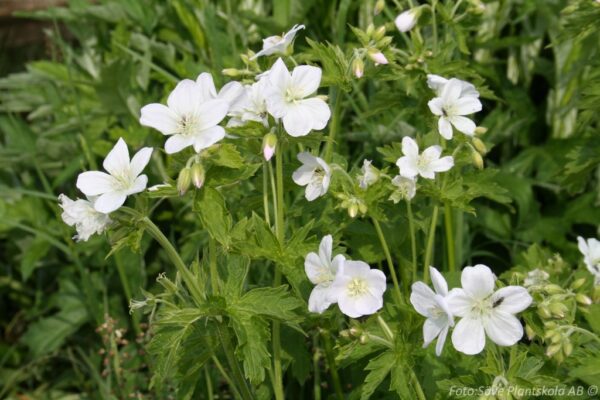 Geranium maculatum 'Album'