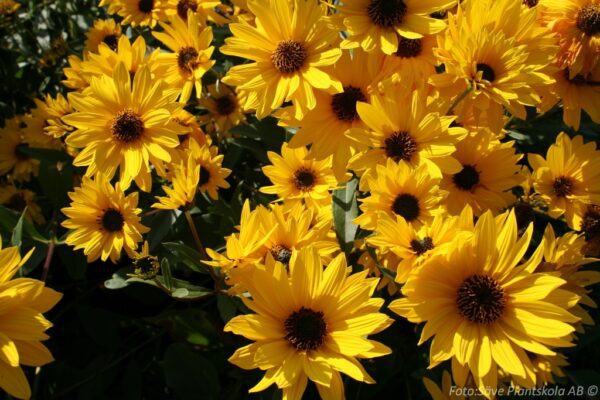 Helianthus rigidus 'Miss Mellish'