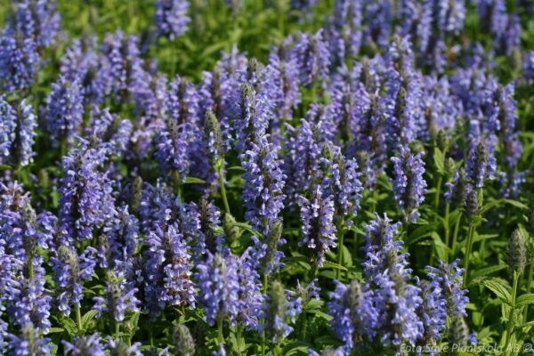 Nepeta nervosa 'Blue Moon'