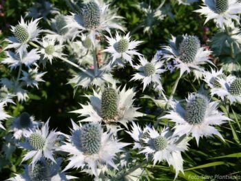 Eryngium giganteum