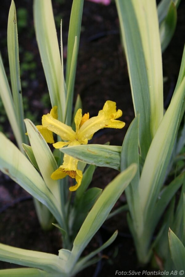 Iris pseudacorus 'Variegata' - Bild 2