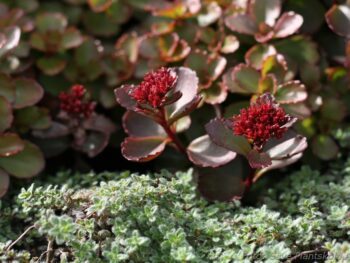 Phedimus (Sedum) spurius 'Fuldaglut'