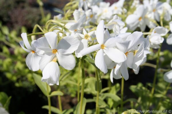 Phlox stolonifera 'Alba'