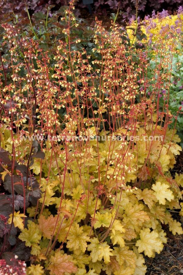 Heuchera 'Ginger Ale'