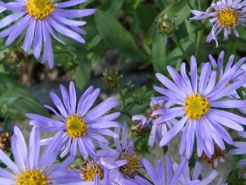 Aster macrophylla 'Twilight'