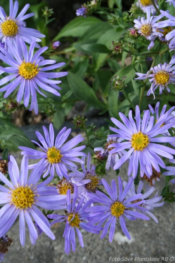 Aster macrophylla 'Twilight'