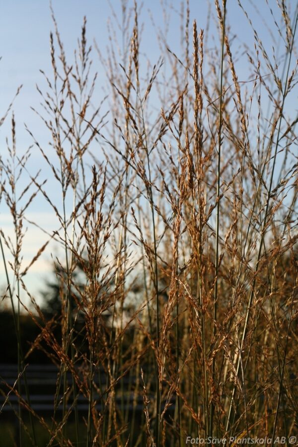 Molinia arundinacea 'Windspiel'