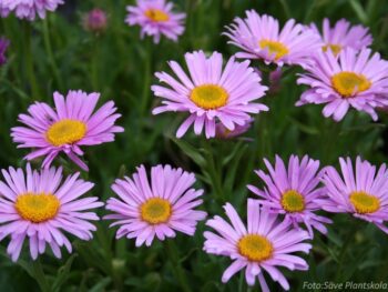 Aster alpinus 'Happy End'