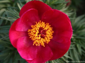 Paeonia tenuifolia