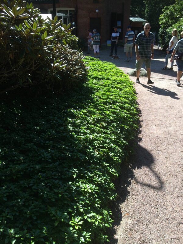 Pachysandra terminalis 'Green Carpet'