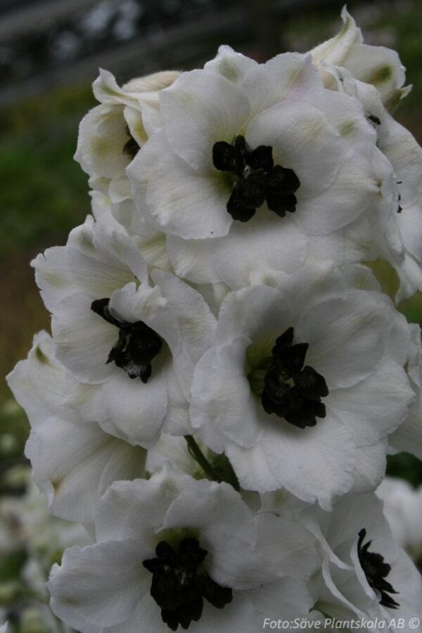 Delphinium Millenium-serien 'Black Eyed Angels'