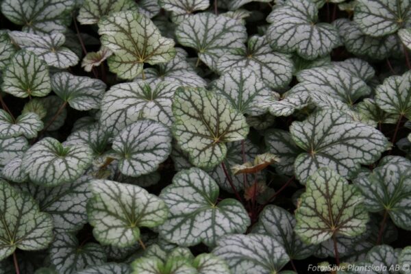 Heuchera 'Green Spice'