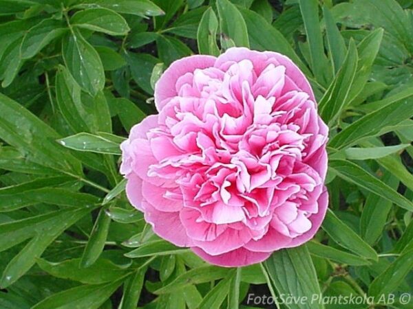 Paeonia officinalis 'Rosea Plena'
