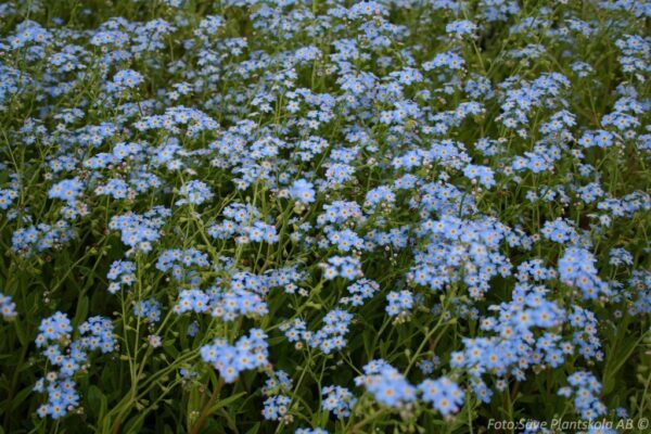 Myosotis scorpioides 'Thüringen'