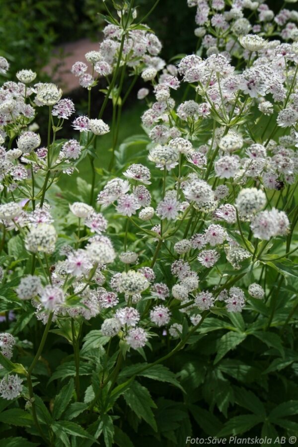 Astrantia major