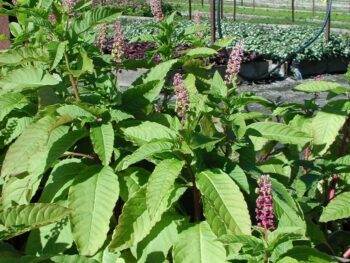 Phytolacca americana