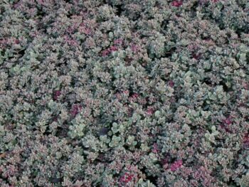Hylotelephium cauticola