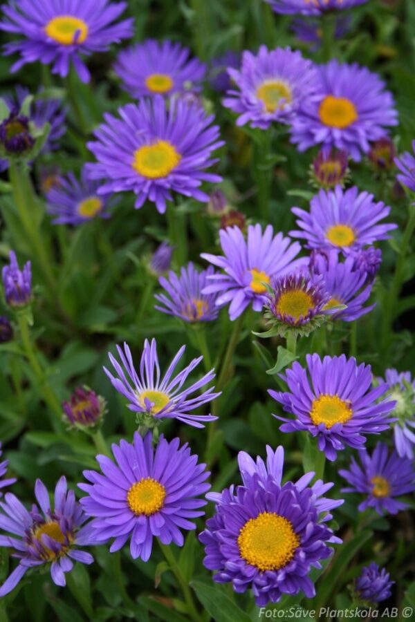 Aster alpinus 'Dunkle Schöne'