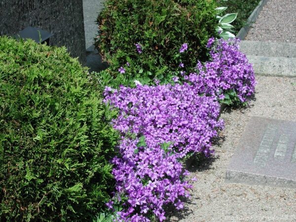 Campanula poscharskyana 'Werner Arends'