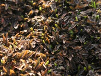 Leptinella squalida 'Platt's Black'