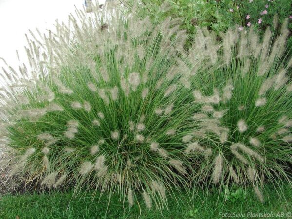 Pennisetum alopecuroides 'Hameln'
