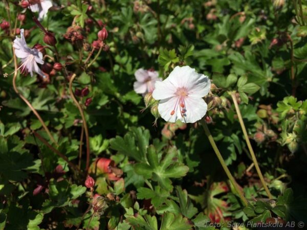 Geranium x cantabrigiense 'St Ola'