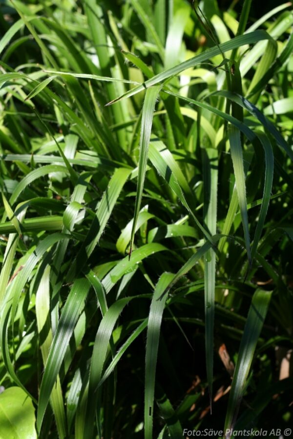 Luzula sylvatica