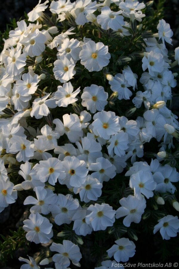Phlox douglasii 'White Admiral'