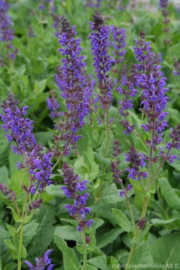 Salvia nemorosa 'Mainacht'