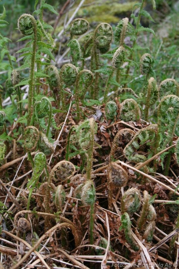 Matteuccia struthiopteris - Bild 2