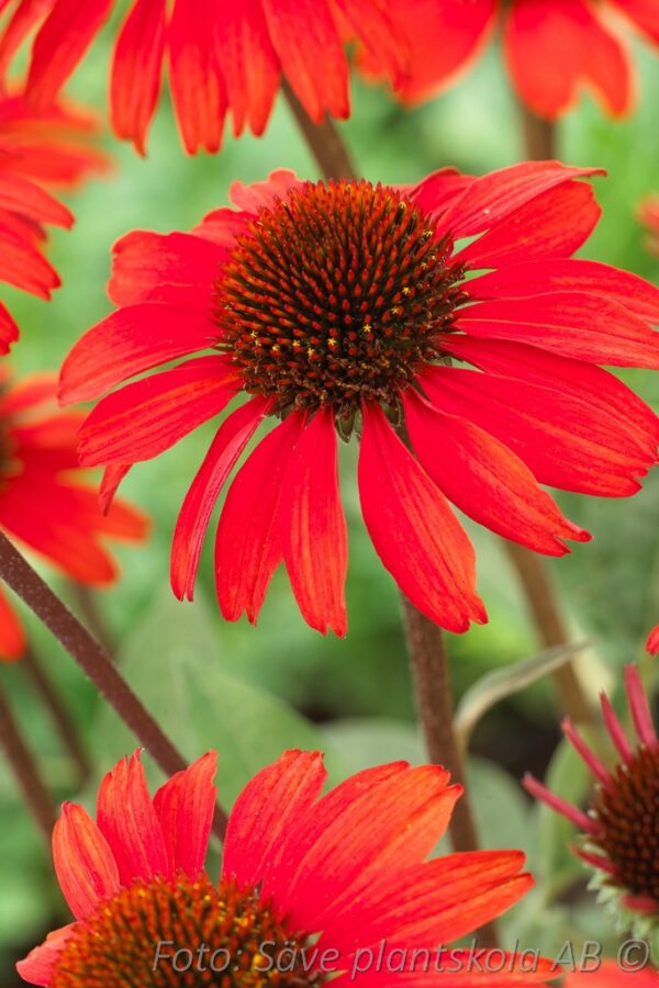 Echinacea 'SunSeekers Red'