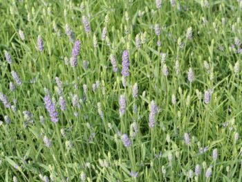 Lavandula angustifolia 'Munstead'