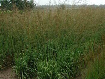 Molinia arundinacea 'Karl Foerster'