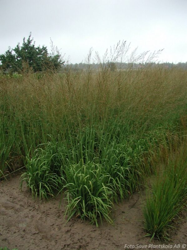 Molinia arundinacea 'Karl Foerster'