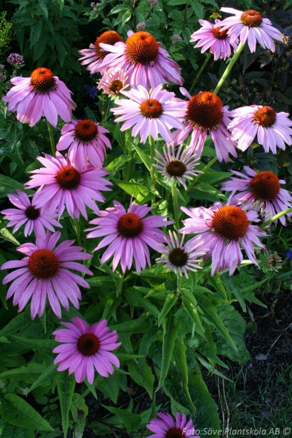 Echinacea purpurea 'Magnus'