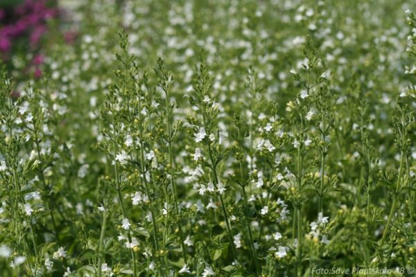 Clinopodium nepeta 'White Cloud'