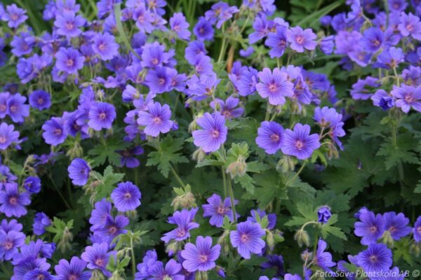 Geranium magnificum 'Rosemoor'