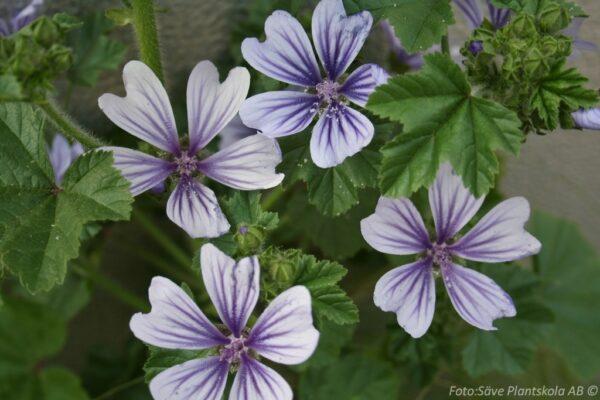 Malva sylvestris 'Dema'