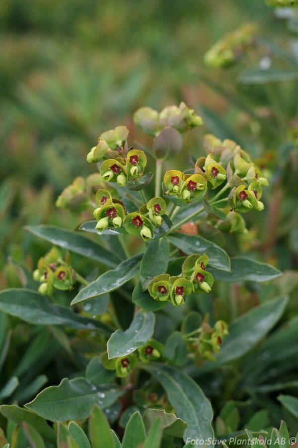 Euphorbia martinii