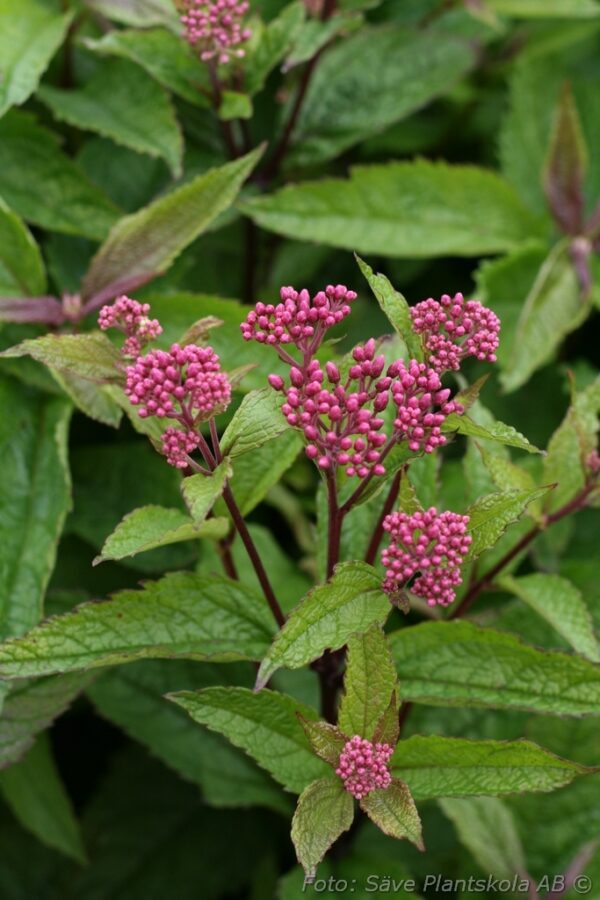 Eupatorium maculatum 'Red Dwarf'