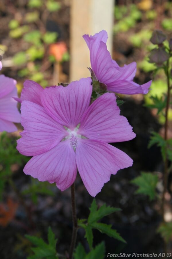 Malva (Lavatera) 'Burgundy Wine'