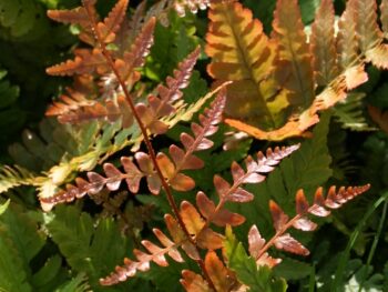Dryopteris erythrosora