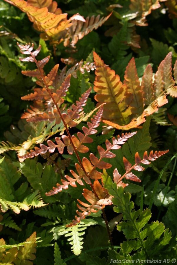 Dryopteris erythrosora