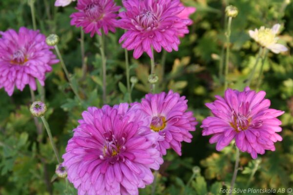 Chrysanthemum rubellum 'Lady Clara'